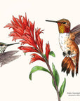A Little Book of Hummingbirds
