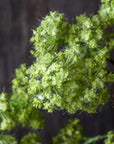 Spring Green Guelder Stem