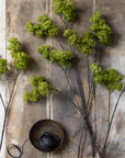 Spring Green Guelder Stem