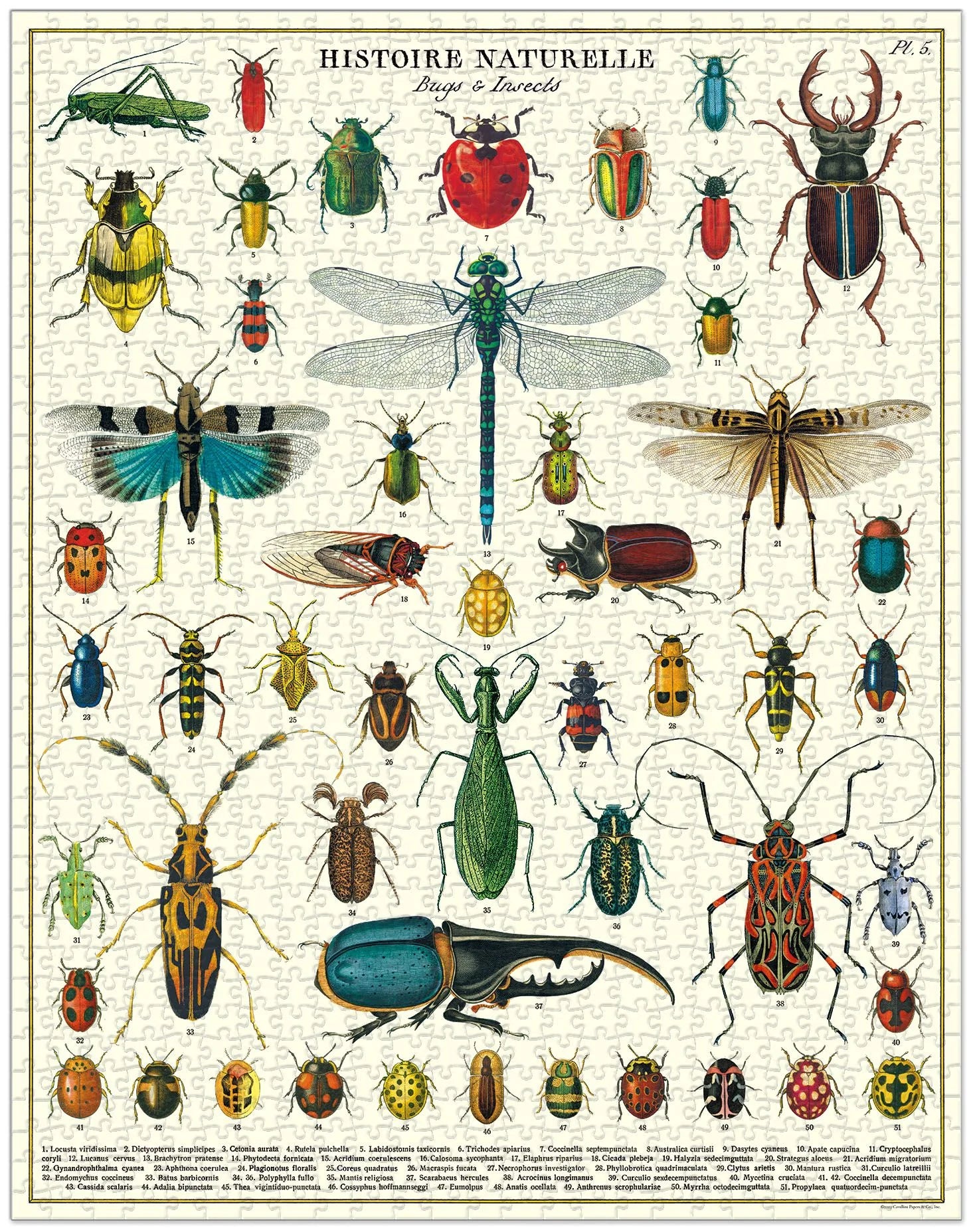 Bugs &amp; Insects Puzzle