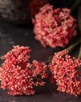 Coral Sedum Stem