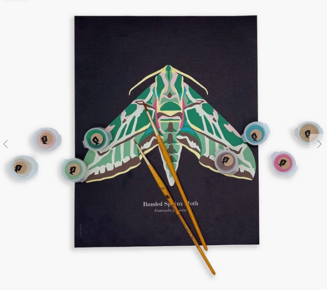Banded Sphinx Moth Paint-by-Number Kit