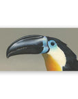 Toucan on Birch