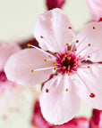 Artisan Sakura Soy Sauce