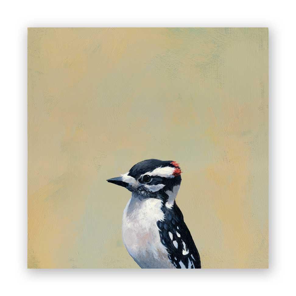 Downy Woodpecker on Birch