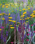 The Garden Source