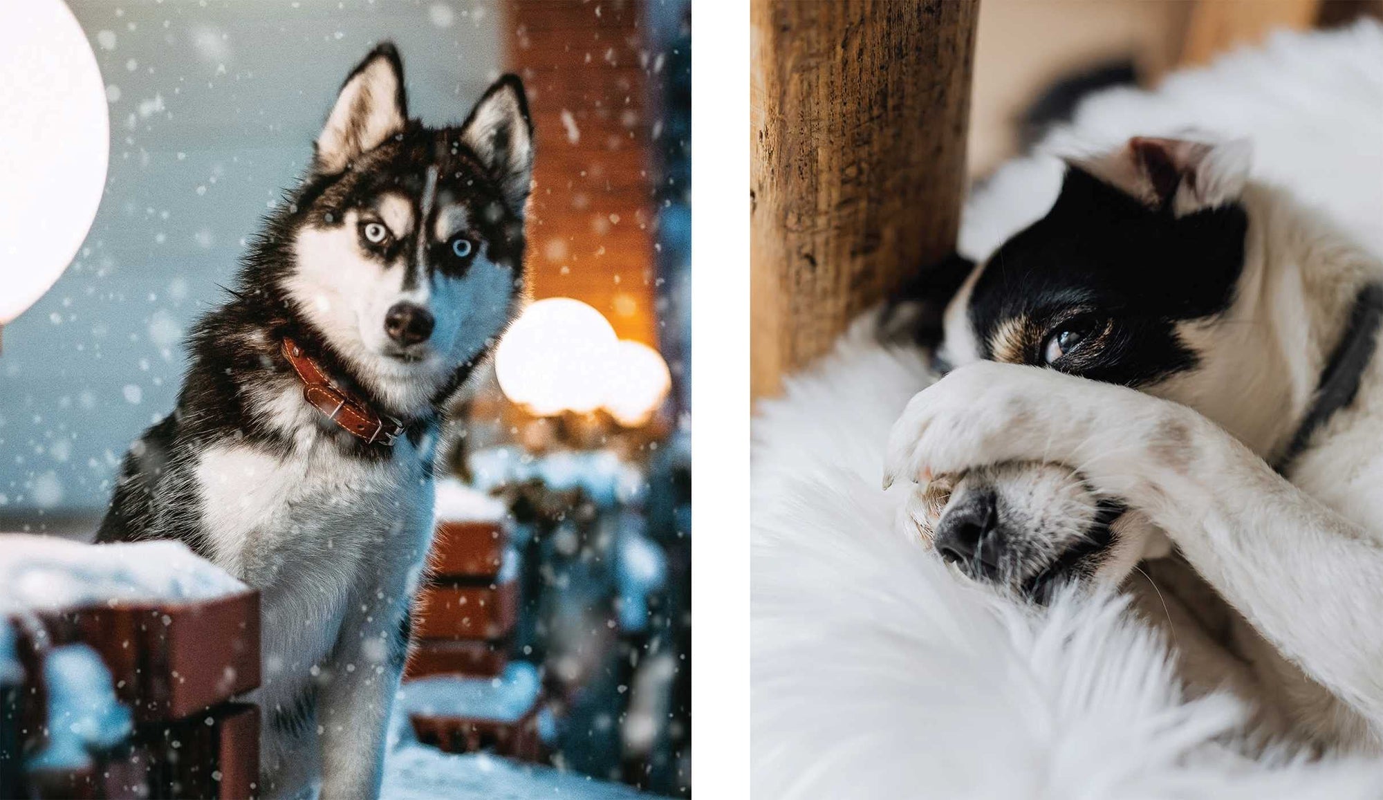 This Book Is Literally Just Pictures of Animals Silently Judging You