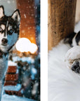 This Book Is Literally Just Pictures of Animals Silently Judging You