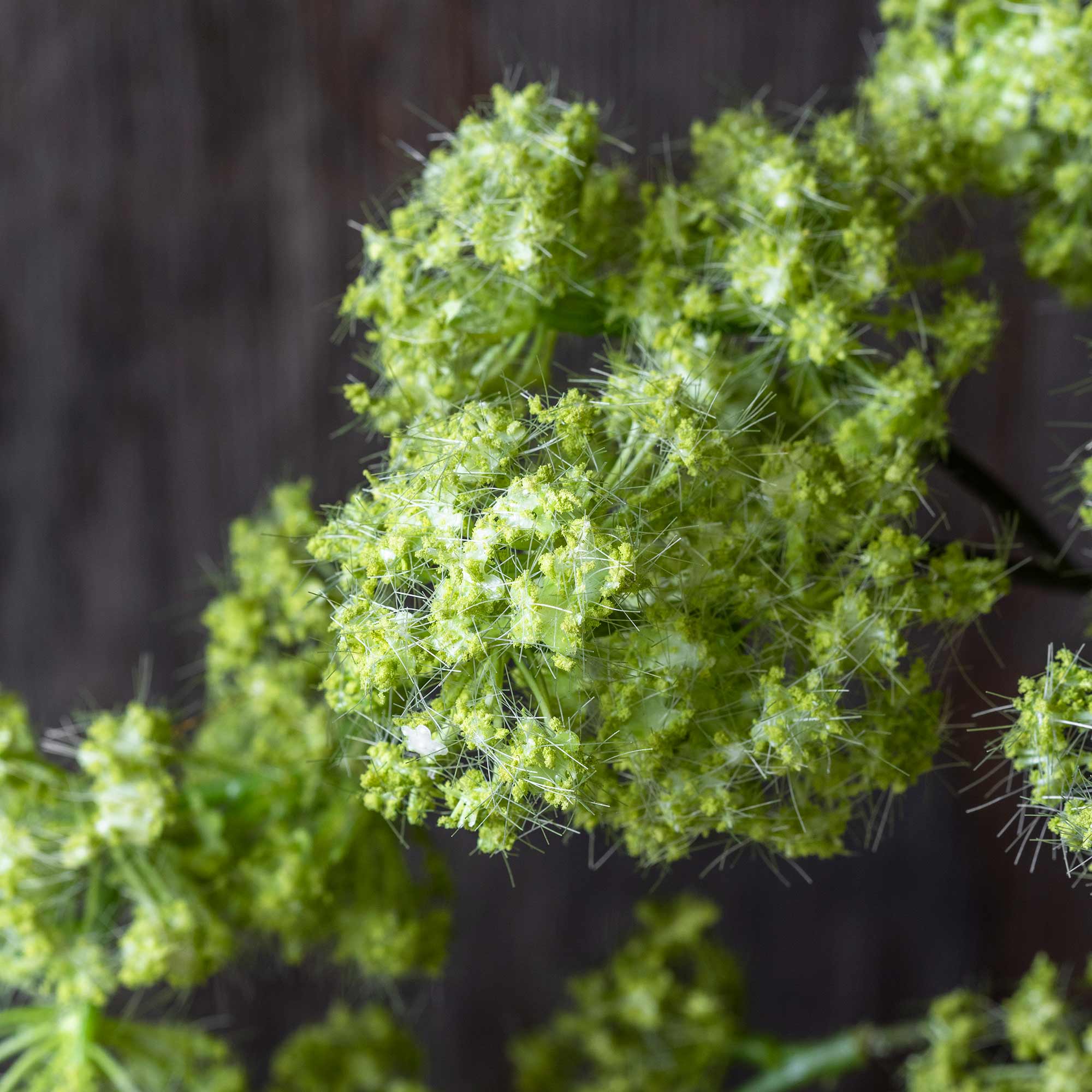 Spring Green Guelder Stem