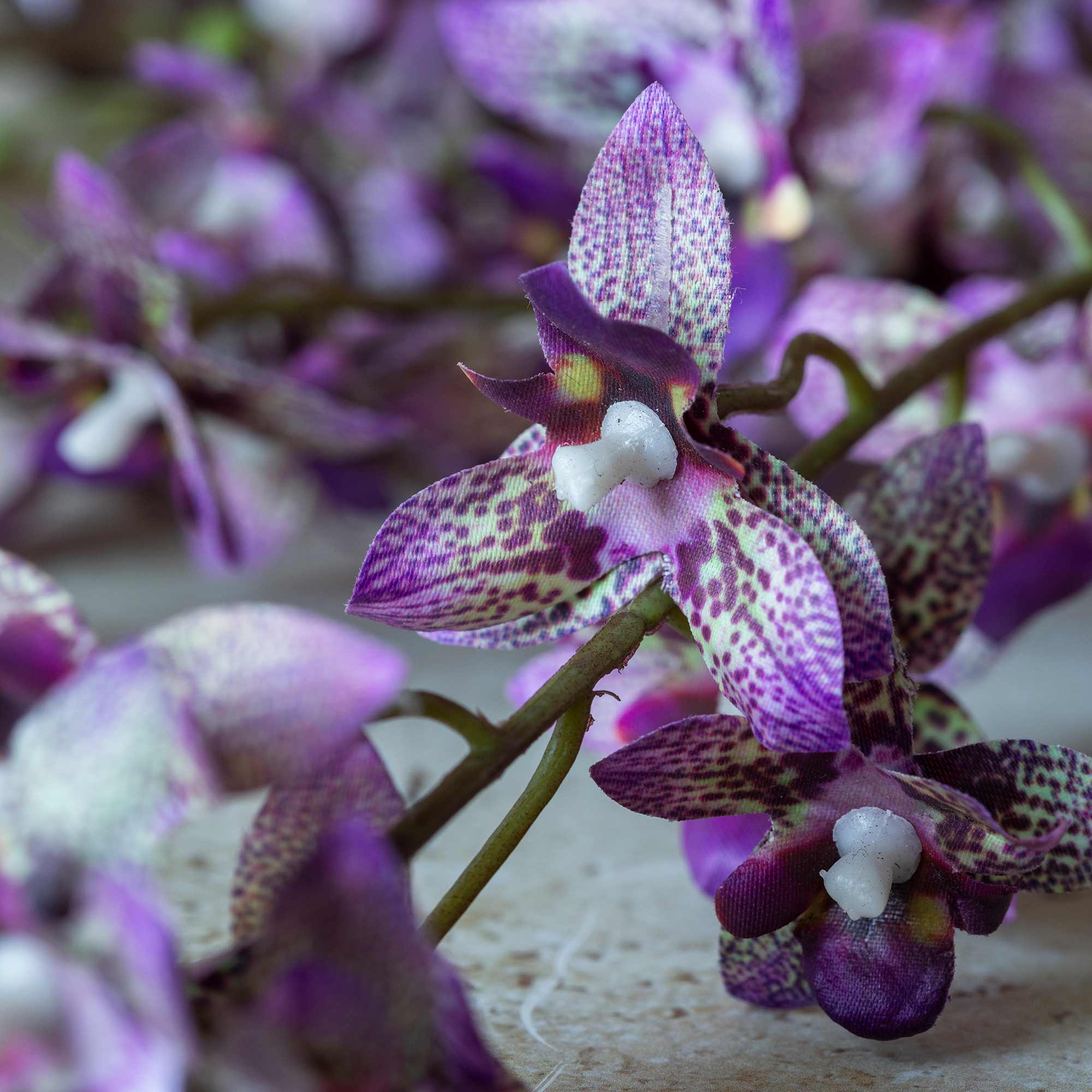 Onsidium Orchid Stem