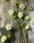 Scabious Flower Stem