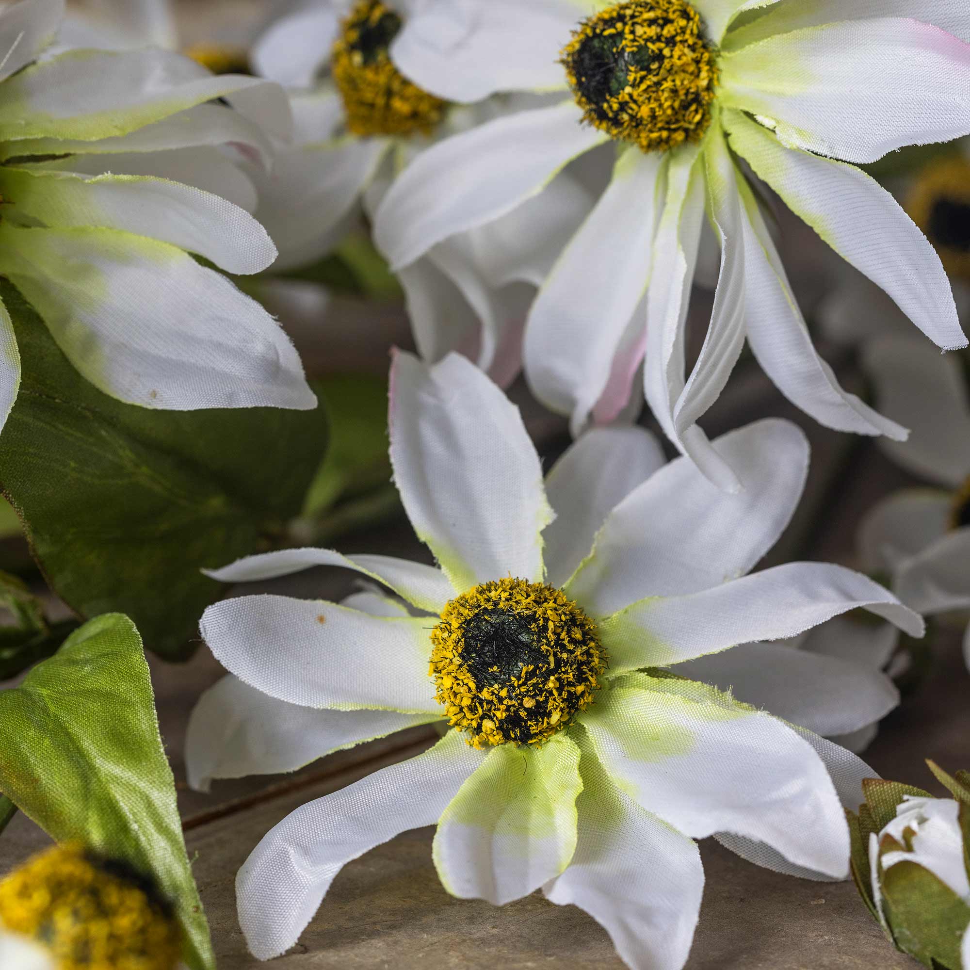 Wild Cosmos Stem