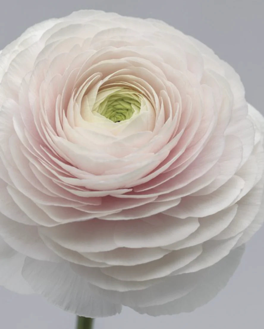 Ranunculus: Beautiful Varieties for Home and Garden – Red Orchard