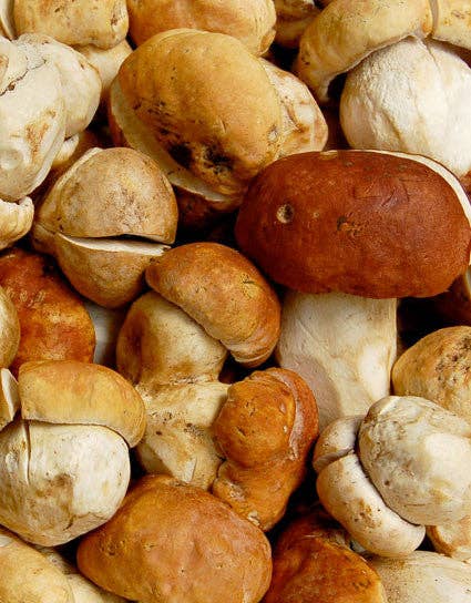 Dried Porcini Mushrooms