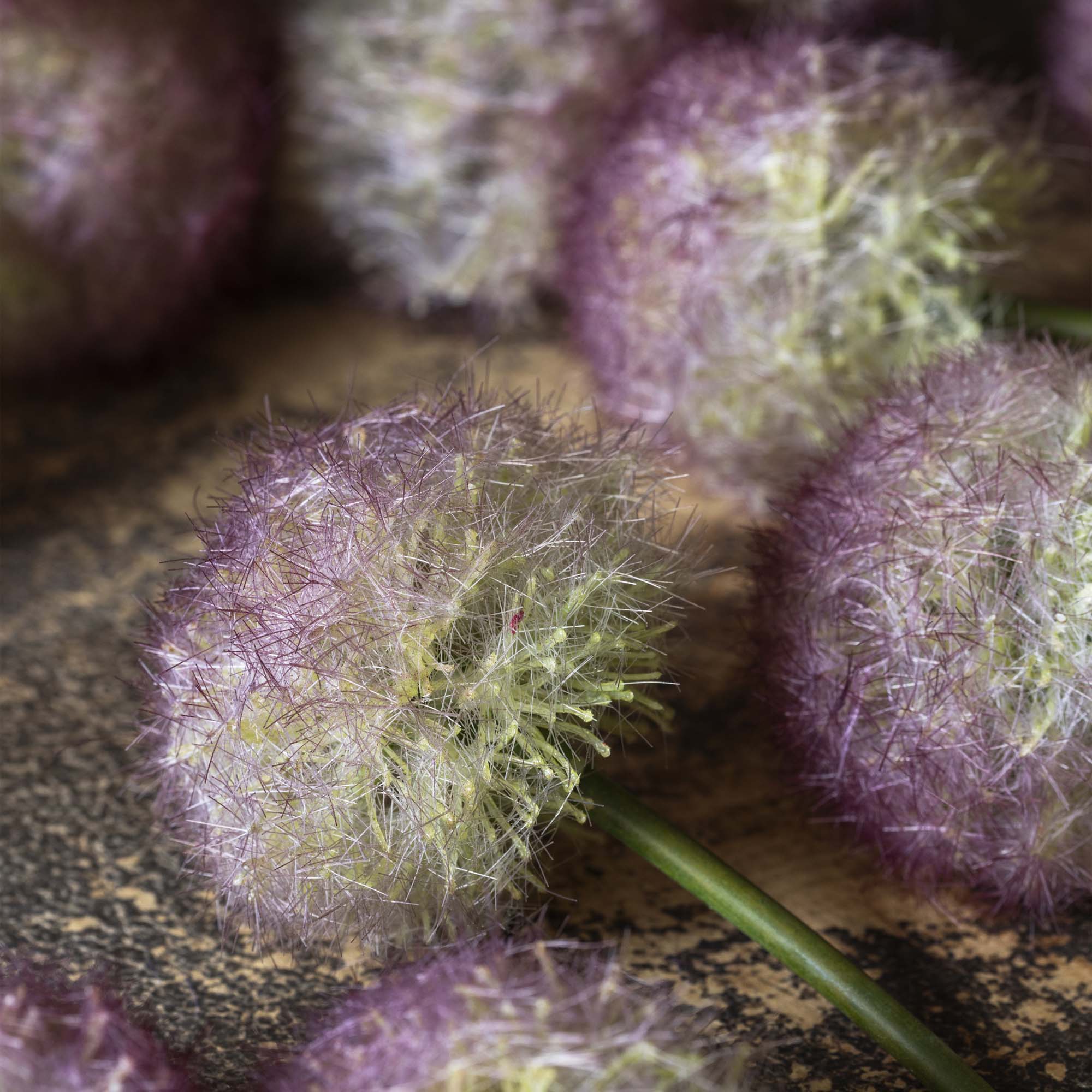 Sunset Allium Bunch