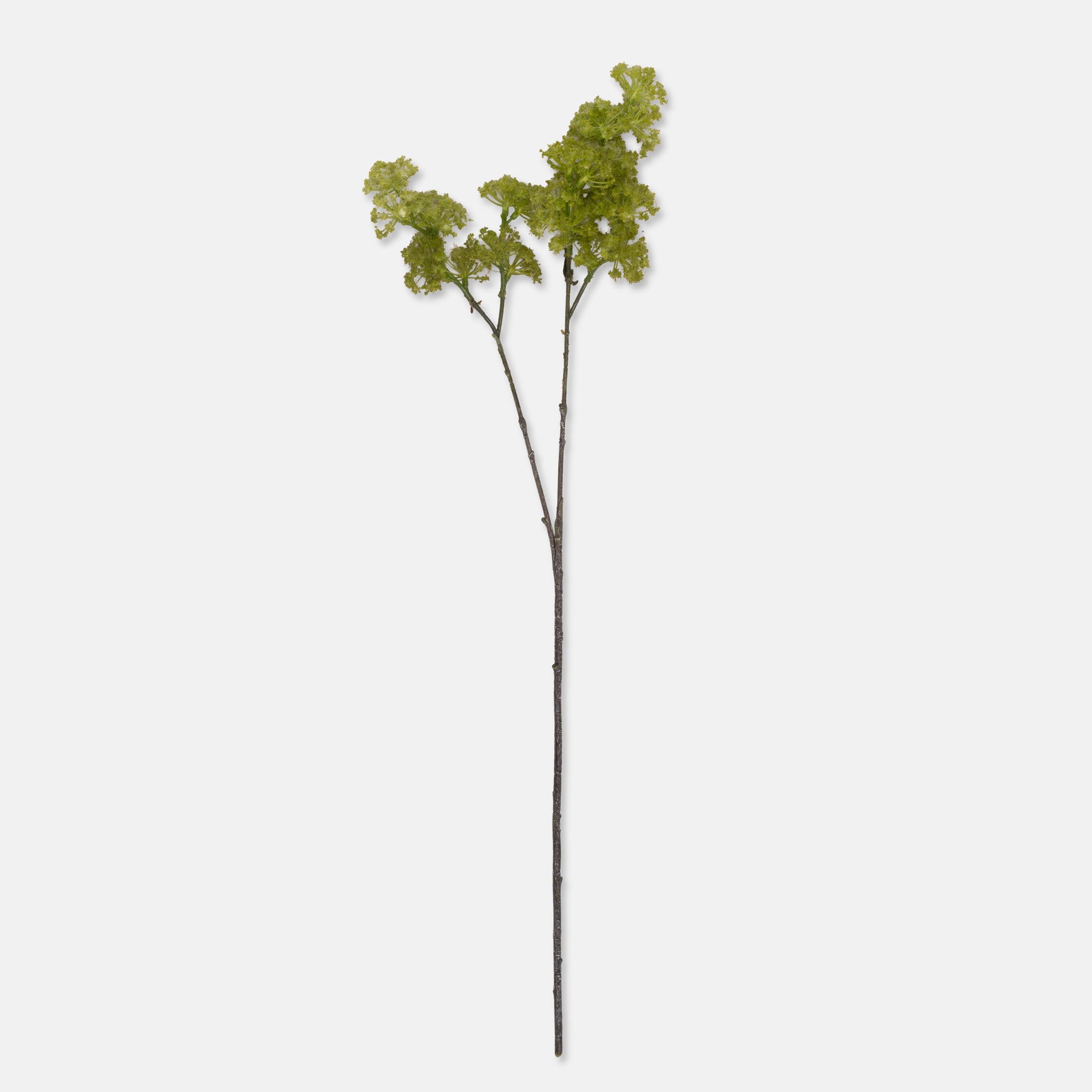 Spring Green Guelder Stem