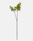Spring Green Guelder Stem