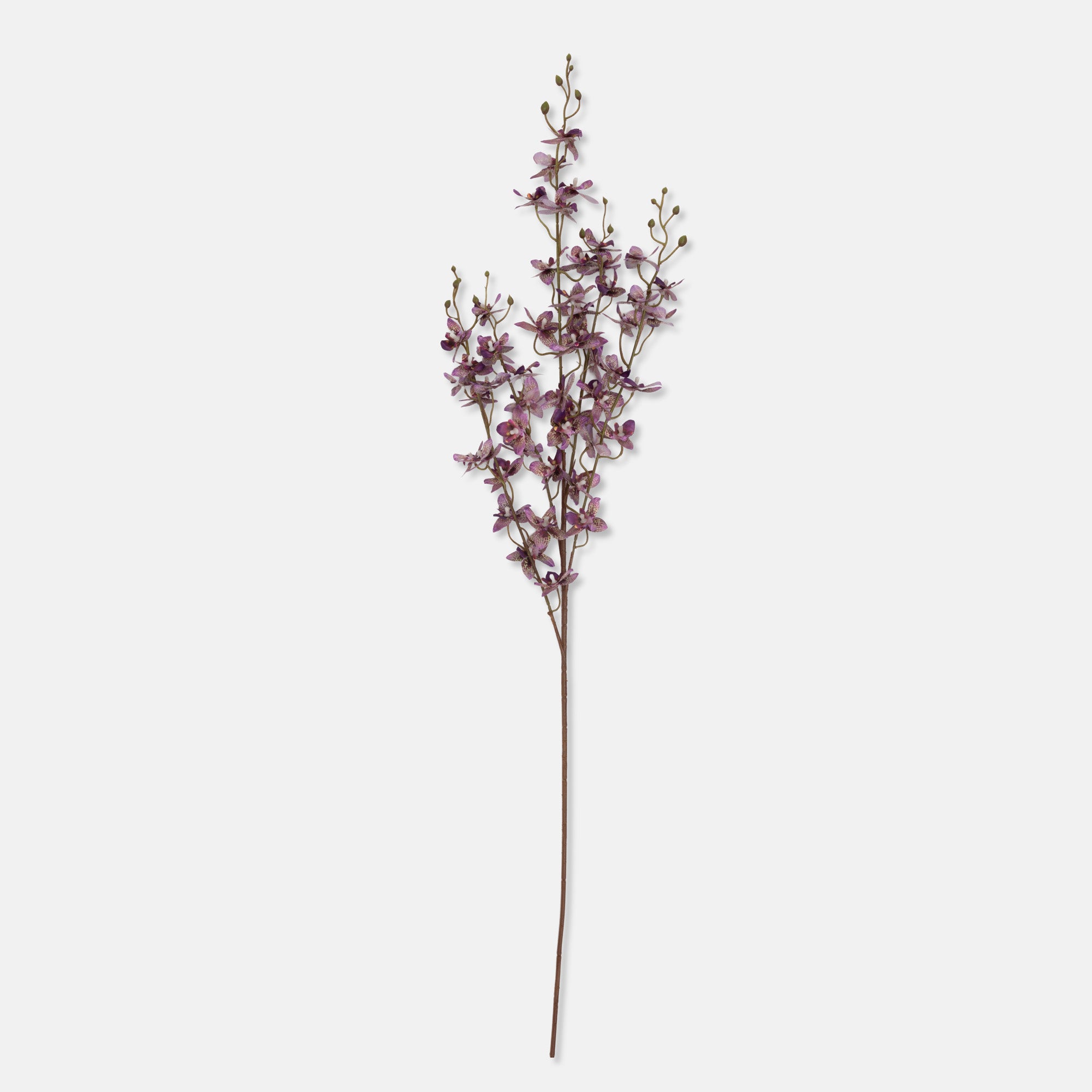 Onsidium Orchid Stem