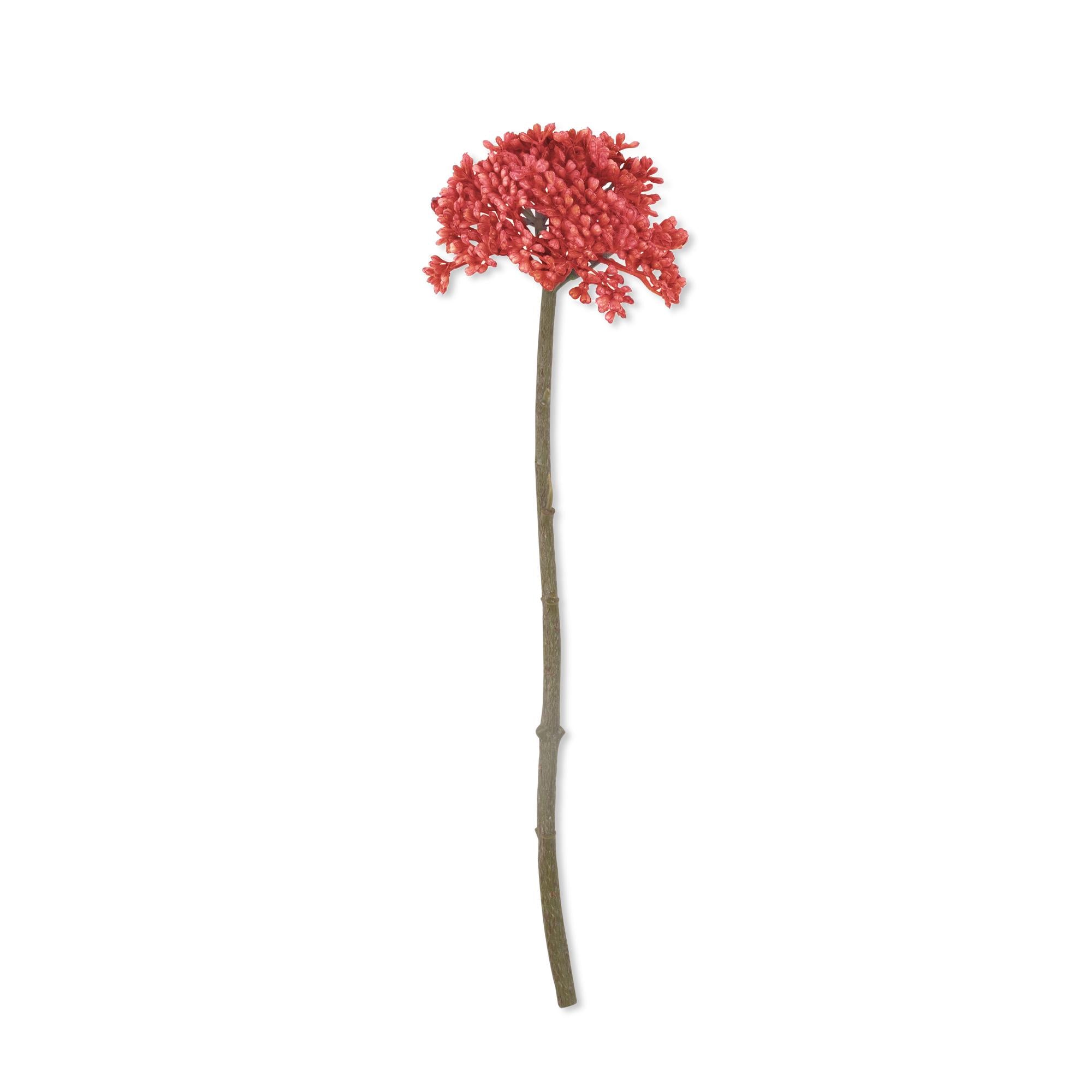 Coral Sedum Stem