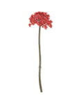 Coral Sedum Stem