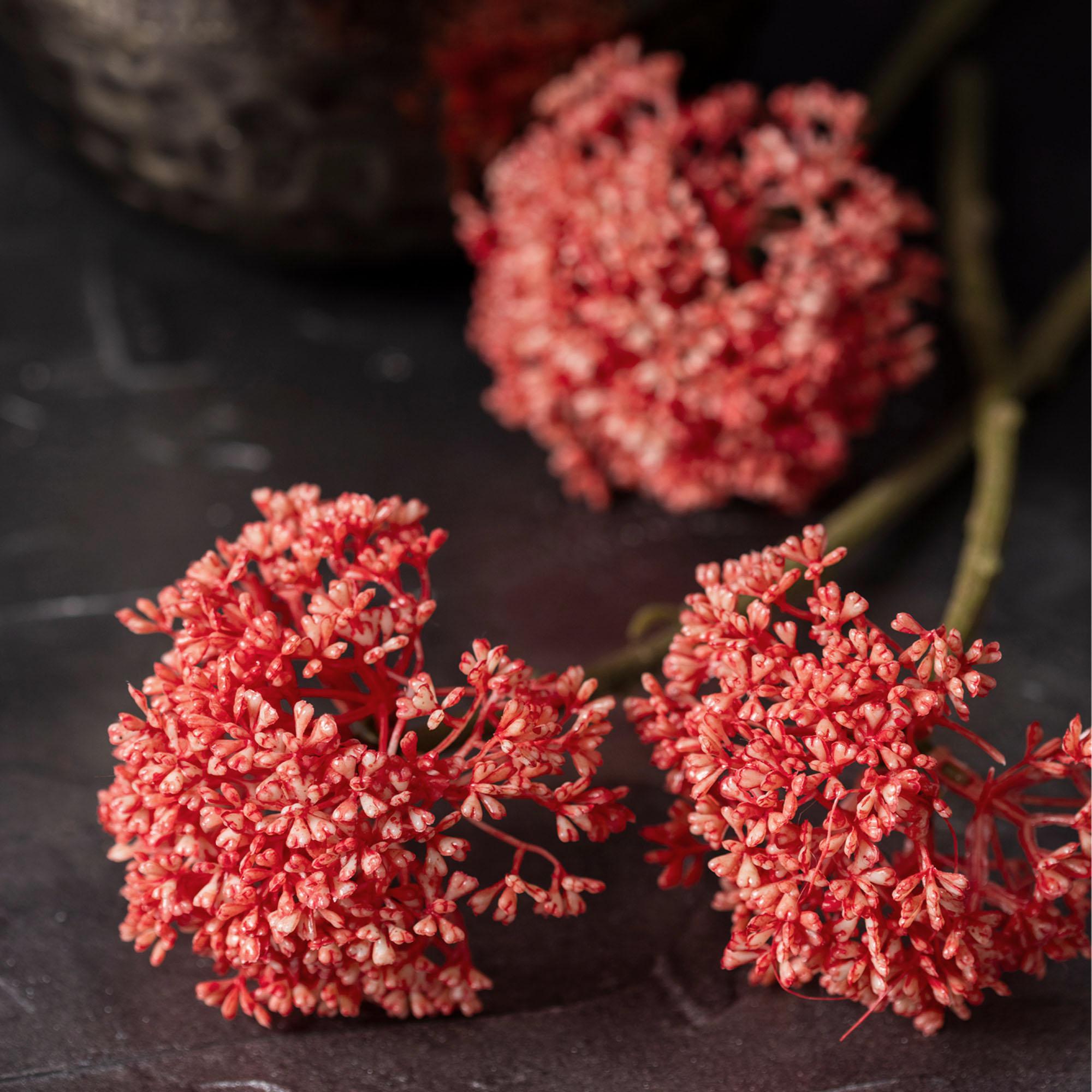 Coral Sedum Stem