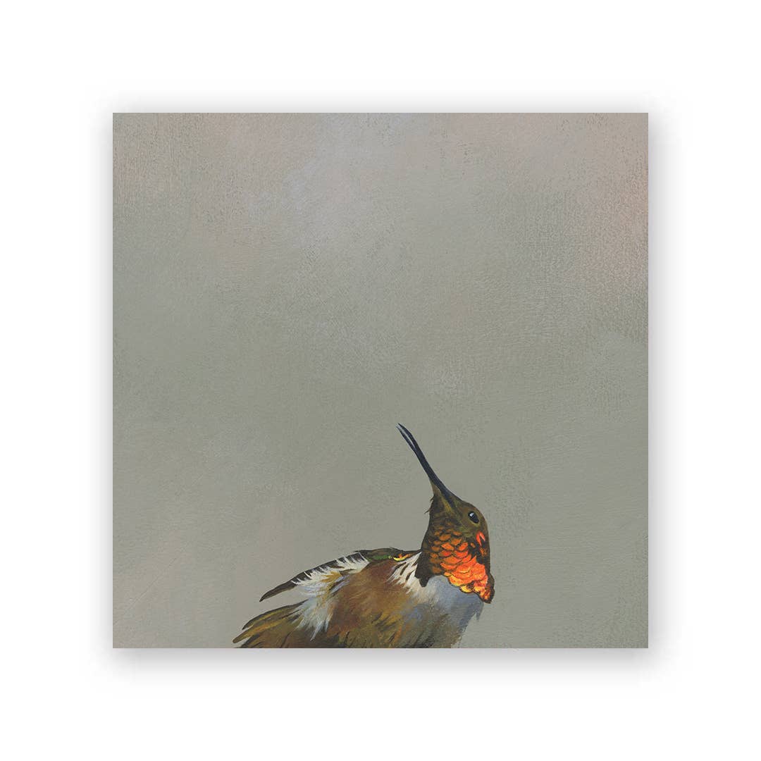 Allen&#39;s Hummingbird on Birch