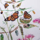 Tea Towel - Monarchs