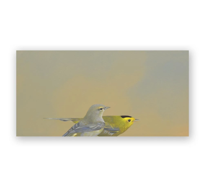 Wilson&#39;s Warblers on Birch