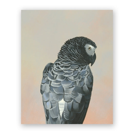 African Grey Parrot on Birch