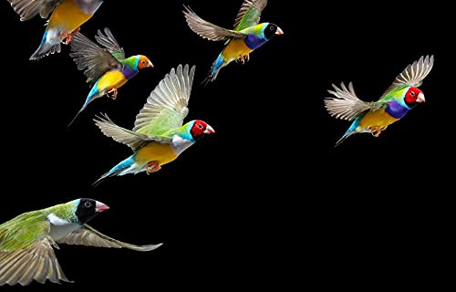 Birds
