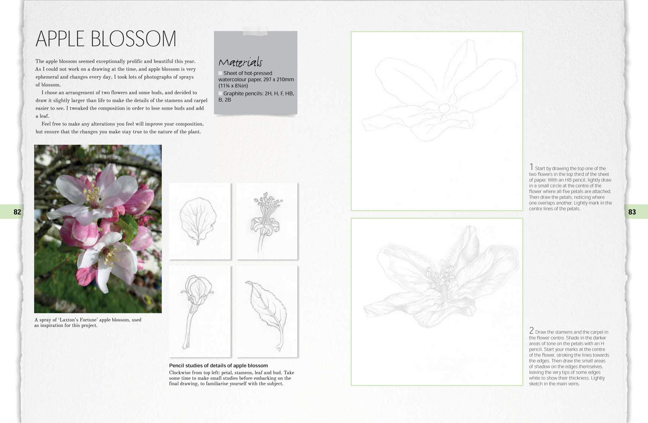 Botanical Drawing: A Step by Step Guide