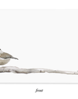 Chickadee Little Notes