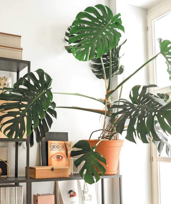 Indoor Jungle