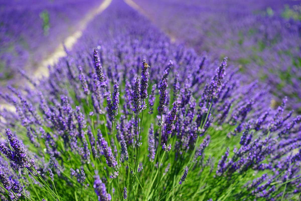 California Lavender Candle