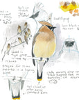 Law's Guide to Drawing Birds