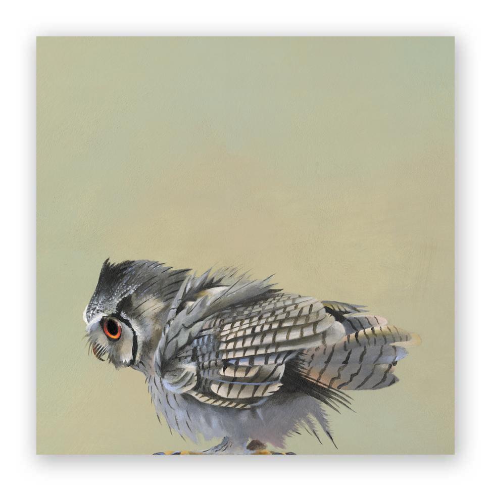 Scops Owl on Birch